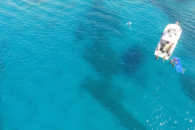 Waikiki, Hawaii: Turtle Canyon Snorkel Excursion - Watching From the Boat: Spinner Dolphins, Flying Fish, and Seasonal Whales