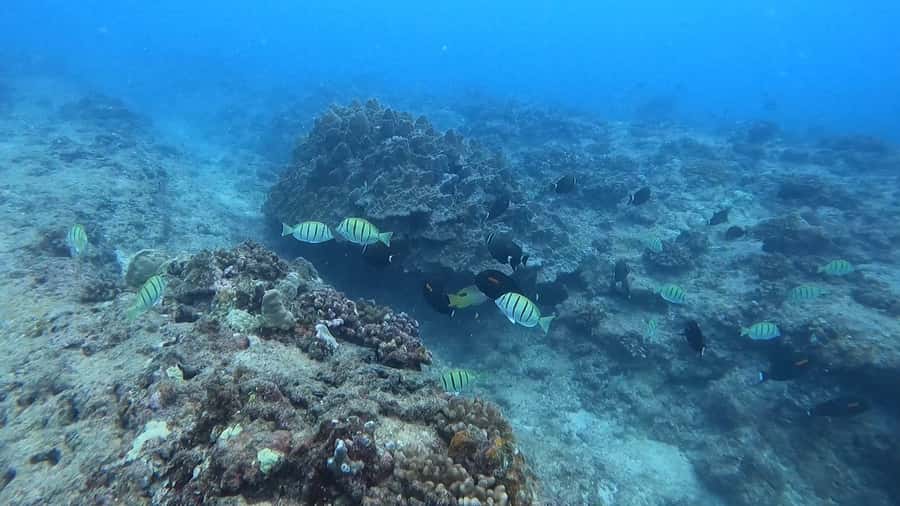 Waikiki: Honolulu Beginner Scuba Diving with Videos - Briefing and Gear Setup: A 10 to 15 Minute Confidence Builder