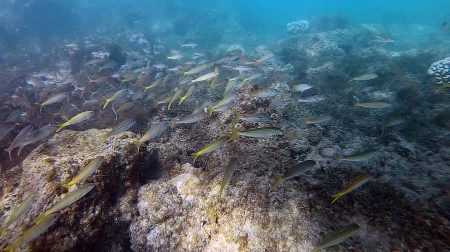 Waikiki: Honolulu Beginner Scuba Diving with Videos - What You Should Bring to Stay Comfortable