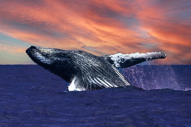 Waikiki, Oahu 2-Hour Whale Watching: Guaranteed Sightings - Key Things I’d Watch For Before You Go