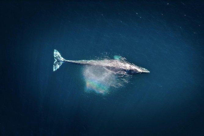 Waikiki, Oahu 2-Hour Whale Watching: Guaranteed Sightings - How Good Is the Wildlife Watching, Really?