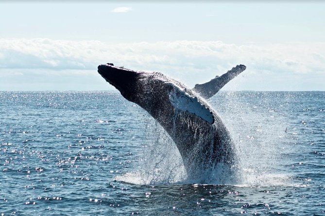 Waikiki, Oahu 2-Hour Whale Watching: Guaranteed Sightings - Who This Tour Suits Best