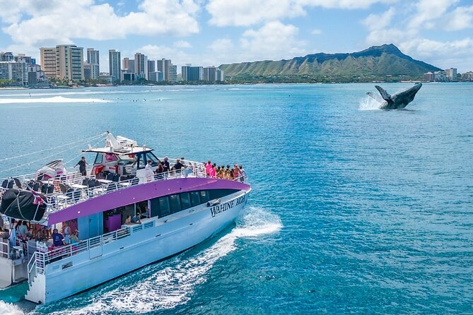Waikiki, Oahu 2-Hour Whale Watching: Guaranteed Sightings - A Few Practical Tips That Can Save Your Trip