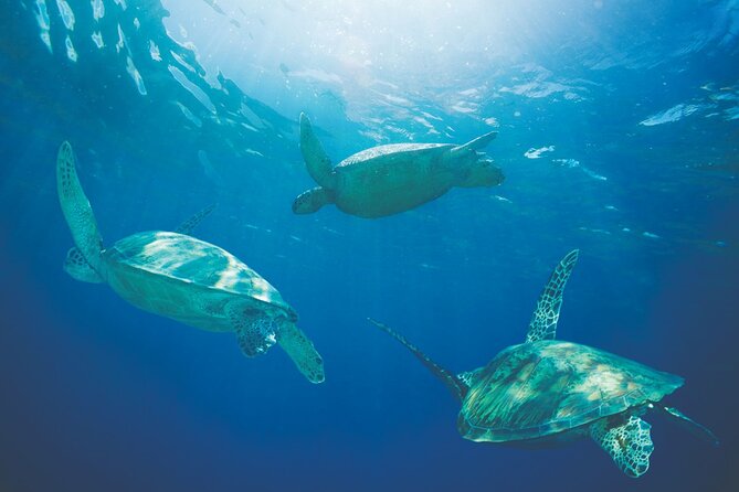 Waikiki Panorama Sail: Search for Hawaiian Sea Turtles - Turtle spotting and marine wildlife: how to actually watch the water