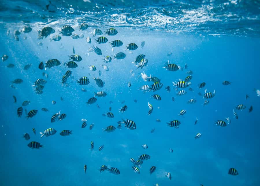 Waikiki: Sea Turtle Snorkeling, Small Group Boat Tour - Key points before you go