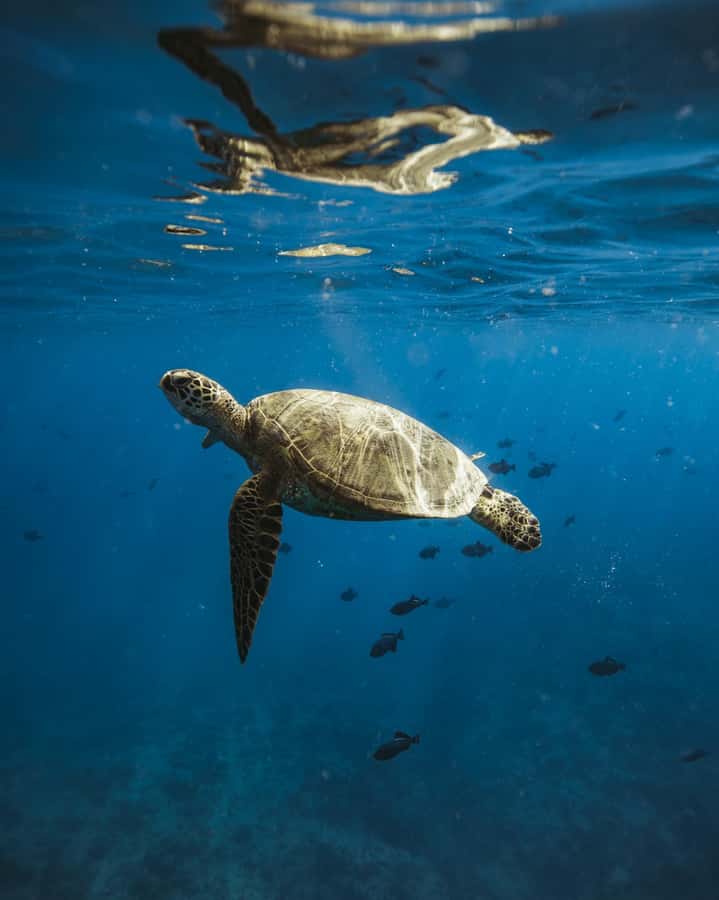 Waikiki: Sea Turtle Snorkeling, Small Group Boat Tour - Turtle Canyon: the “why” behind this Waikiki sea turtle snorkeling