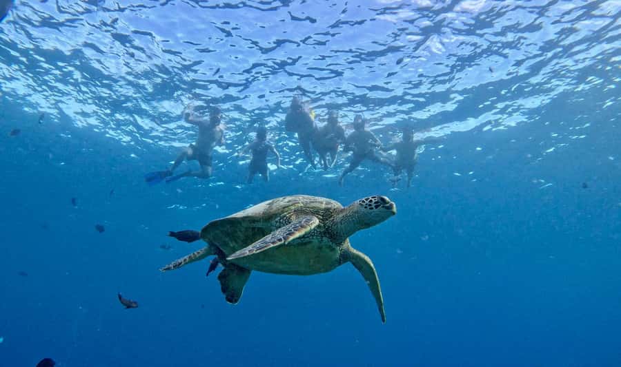 Waikiki: Sea Turtle Snorkeling, Small Group Boat Tour - Dolphins, whales, and Diamond Head: what happens after the reef
