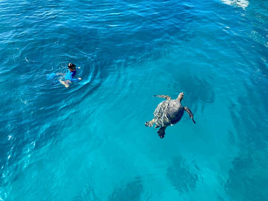 Waikiki: Sea Turtle Snorkeling, Small Group Boat Tour - The 6-person catamaran ride from Kewalo Basin harbor