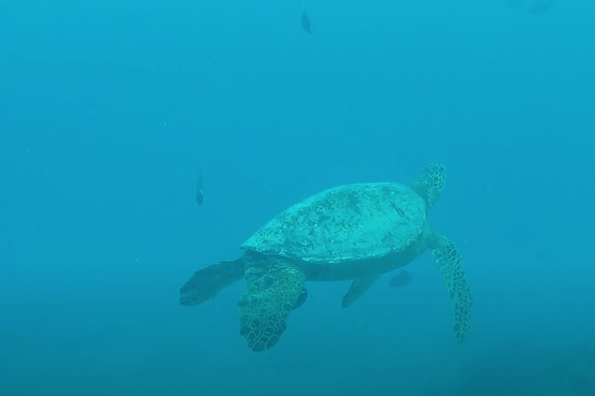 Waikiki Snorkel Tour - Included Gear and Safety Rules That Matter More Than You Think