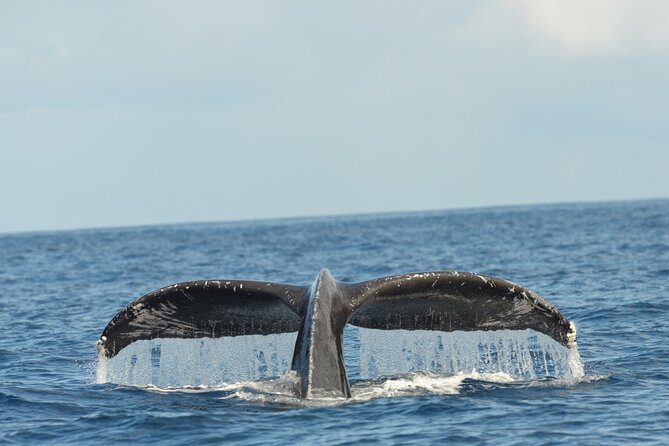 Waikiki Sunset Cruise Catamaran Boat Tour on Oahu - The Tuesday Night Special: Guided Meditation at Sea