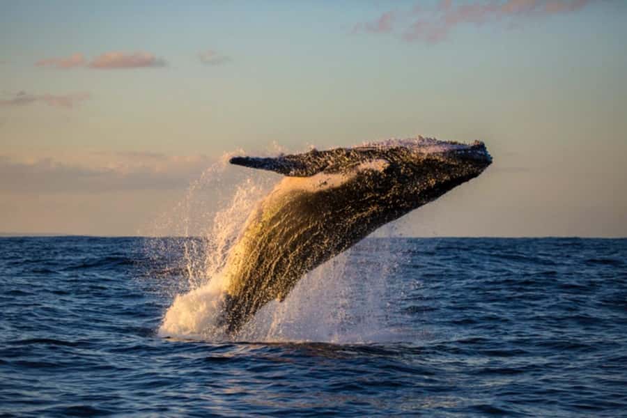 Waikiki: Sunset Whale Watching with 2 Drinks (BYOB-Friendly) - Key things to love about this Waikiki sunset whale cruise