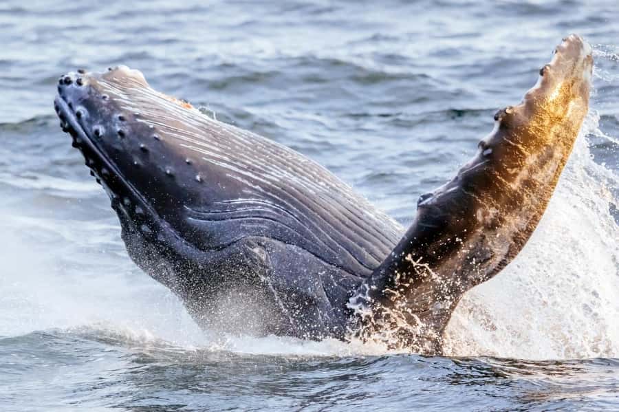 Waikiki: Sunset Whale Watching with 2 Drinks (BYOB-Friendly) - How the 2-hour Waikiki sunset cruise actually plays out