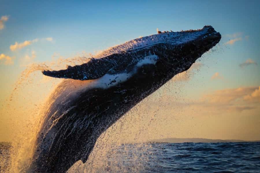 Waikiki: Sunset Whale Watching with 2 Drinks (BYOB-Friendly) - Diamond Head at golden hour, and how to photograph it