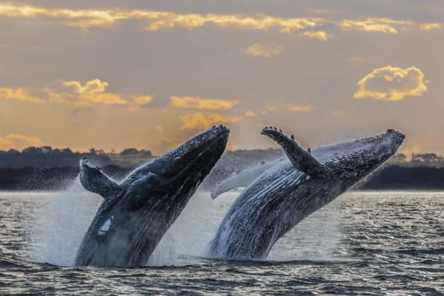 Waikiki: Sunset Whale Watching with 2 Drinks (BYOB-Friendly) - BYOB-friendly cocktails: included drinks and a smarter way to budget