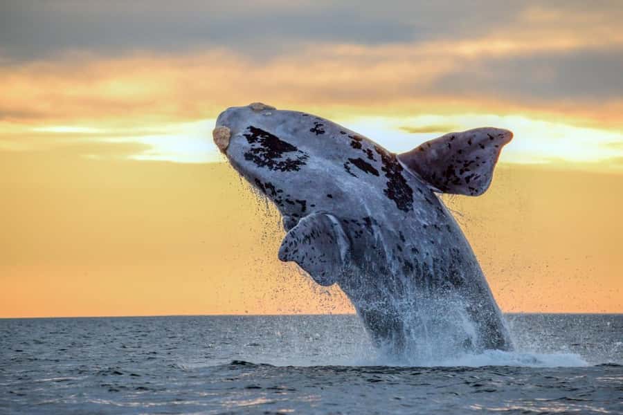 Waikiki: Sunset Whale Watching with 2 Drinks (BYOB-Friendly) - Winter humpbacks: what you are really hoping to see