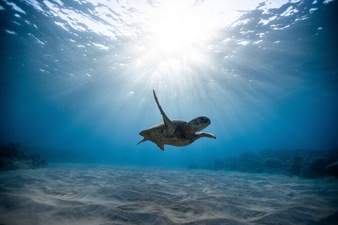 Waikiki: Turtle Canyon Snorkel - Waikiki Turtle Canyon, what you are really paying for
