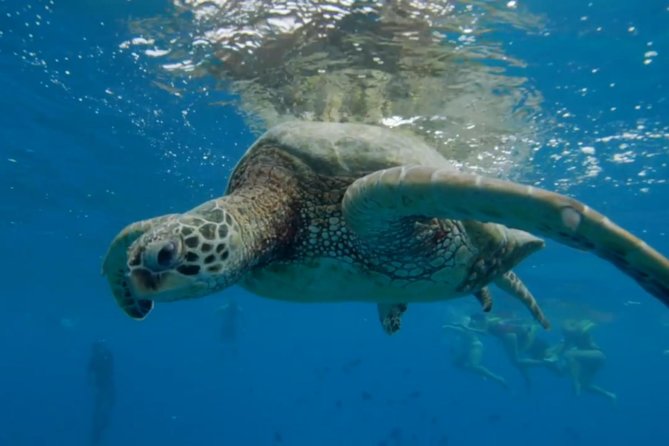 Waikiki: Turtle Canyon Snorkel - Gear provided, but your swim skill is non-negotiable