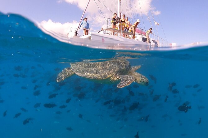 Waikiki: Turtle Canyon Snorkel - Price and value: why $68.60 can make sense