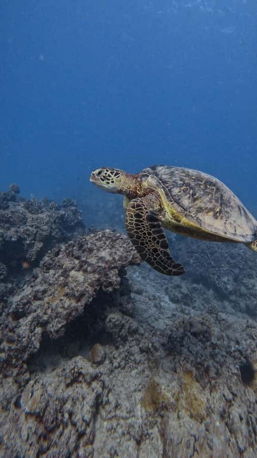 Waikiki: Turtle Canyon Snorkel Tour with Small Group - Key tour takeaways