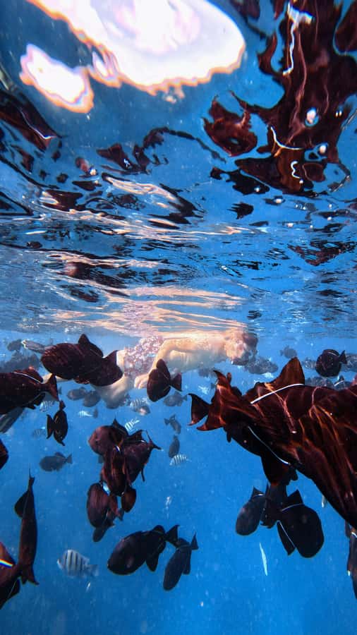 Waikiki: Turtle Canyon Snorkel Tour with Small Group - Small group of 6: the real value in the max count