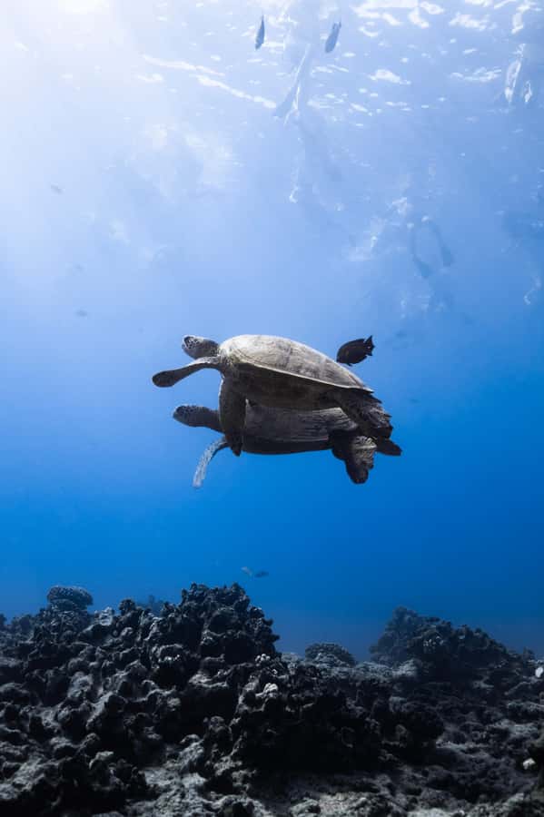 Waikiki: Turtle Canyon Snorkel Tour with Small Group - Getting to Kewalo Basin Harbor, Gate of Pier C (and why it matters)