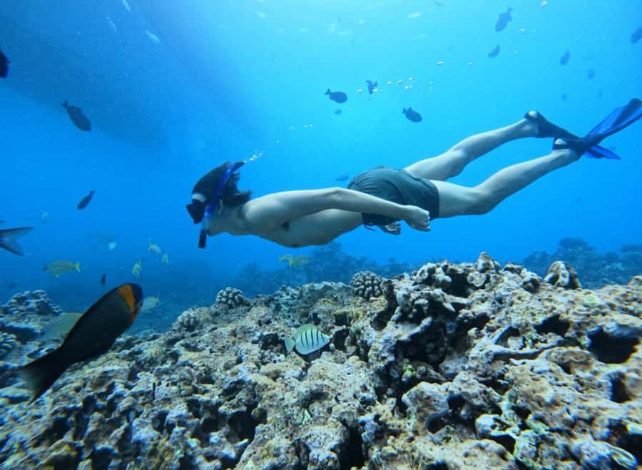 Waikiki: Turtle Canyon Snorkel Tour with Small Group - What’s included in the $109 price, and what you’re really paying for