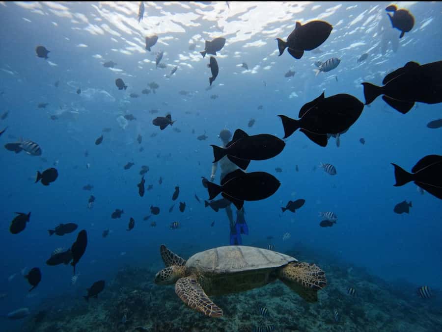 Waikiki: Turtle Canyon Snorkel Tour with Small Group - Ocean safety and sea-life rules you should follow