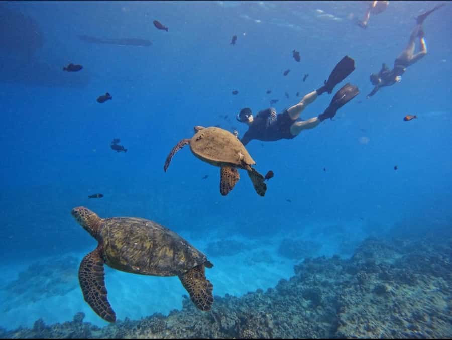 Waikiki: Turtle Canyon Snorkel Tour with Small Group - Who should book this Waikiki Turtle Canyon snorkel tour