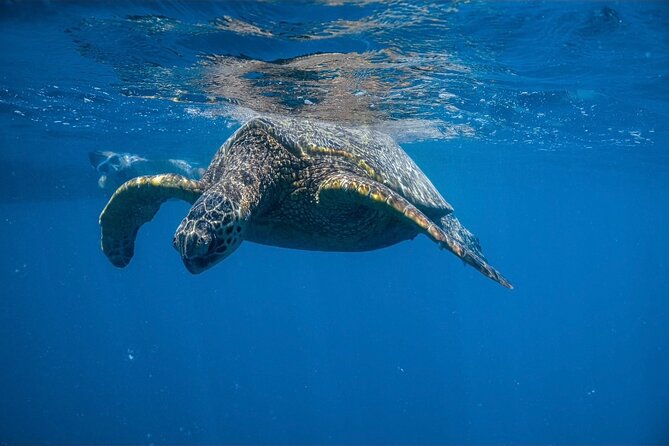 Waikiki Turtle Canyon Snorkel: Turtles Guaranteed - The Turtle Canyon Advantage: turtles, not guesswork