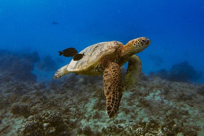 Waikiki Turtle Canyon Snorkel: Turtles Guaranteed - Stop at Turtle Canyon: what actually happens in the water
