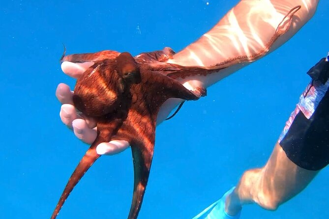 Waikiki Turtle Canyon Snorkel: Turtles Guaranteed - First-time snorkeling reality check: you need to be comfortable swimming