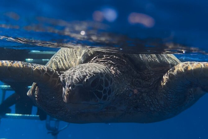 Waikiki Turtle Canyon Snorkel: Turtles Guaranteed - Gear, towels, and the stuff you get for the price