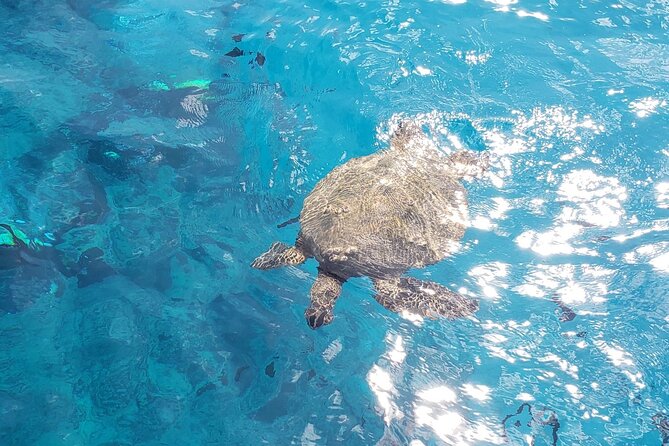 Waikiki Turtle Canyon Snorkeling Adventure - Timing and pickup: two departures plus Kewalo check-in