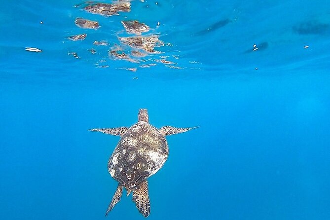 Waikiki Turtle Snorkel and Sail on Hawea Catamaran - Safety, Swim Requirements, and Flotation Reality