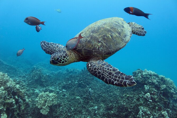 Waikiki Turtle Snorkeling Tour with Complimentary Trolley Ride - Turtle Canyon Snorkeling: How Honu Encounters Typically Play Out