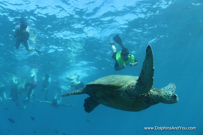 Waikiki Turtle Snorkeling Tour with Complimentary Trolley Ride - Price and Value: Is $100.80 Worth It?