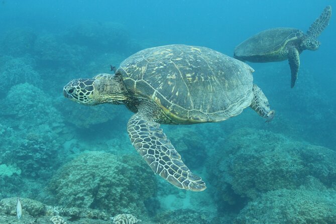 Waikiki Turtle Snorkeling Tour with Complimentary Trolley Ride - Group Size and Comfort: What the Max 50 Travelers Means