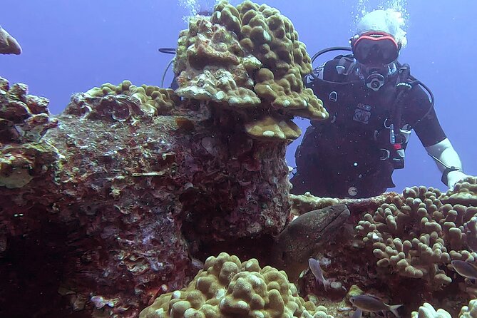 Waikiki Two Tank Guided Scuba Diving Adventure: Certified Diver - Key highlights to know before you go