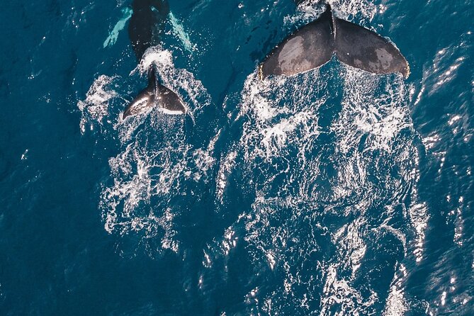 Waikiki Whale Watching Cruise - The included Mai Tai, and why you should ask early
