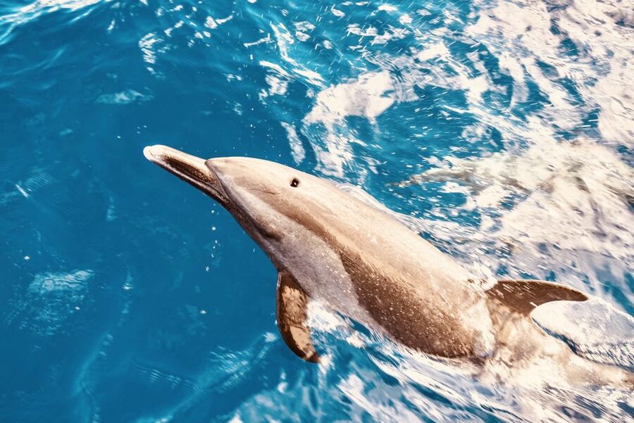 West O'ahu: Dolphin Watching and Snorkeling Catamaran Cruise - Key things to know before you go