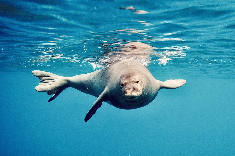 West O'ahu: Dolphin Watching and Snorkeling Catamaran Cruise - Snorkeling gear and the beginner-friendly setup