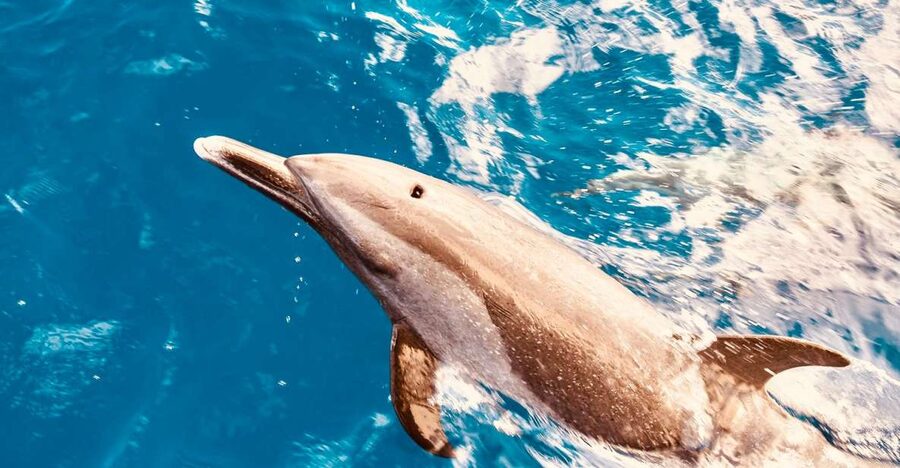 West O'ahu: Dolphin Watching and Snorkeling Catamaran Cruise - Your 3-hour flow: cruise, spot, snorkel, eat, and head back