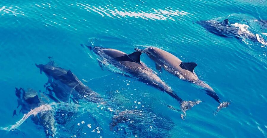 West O'ahu: Swim with Dolphins Catamaran Cruise - Key Things I’d Prioritize on This Cruise