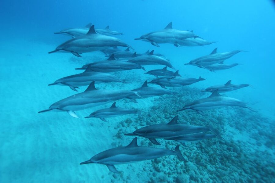 West O'ahu: Swim with Dolphins Catamaran Cruise - Sunrise Logistics: Why the Pickup Timing Matters