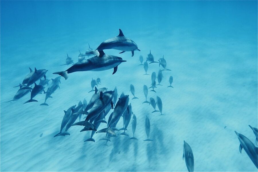 West O'ahu: Swim with Dolphins Catamaran Cruise - When Snorkeling Shows Up: Gear, Turtle Time, and Weather Reality