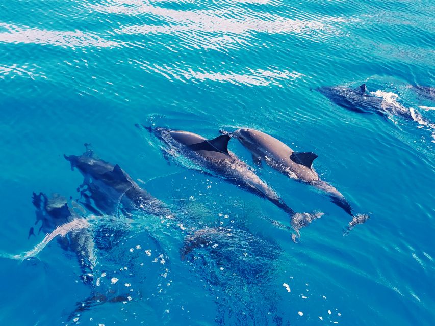 West O'ahu: Swim with Dolphins Catamaran Cruise - Value Check on the $187 Price for 4 Hours