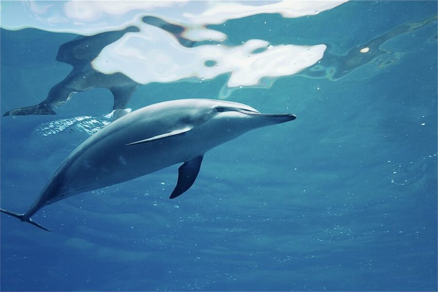 West O'ahu: Swim with Dolphins Catamaran Cruise - Who This Cruise Fits Best, and Who Should Reconsider