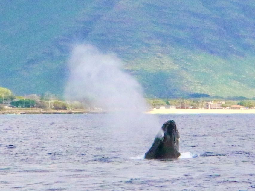 West O'ahu: Swim with Dolphins Catamaran Cruise - The 40-Person Catamaran Ride: Comfort Plus Serious Ocean Views