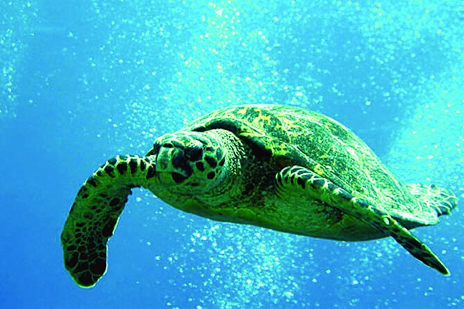 West Oahu Afternoon Turtle Snorkel Sail - Key things you should know before you sail