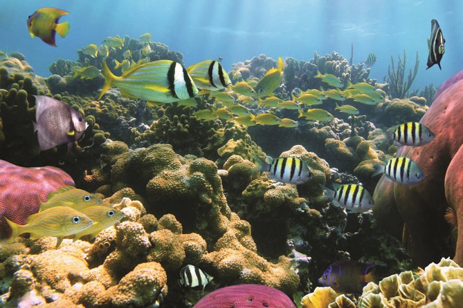 West Oahu Afternoon Turtle Snorkel Sail - Your snorkel stop: turtles, fish, and how the crew handles conditions